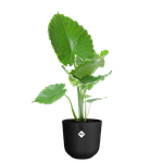 jazz round 35cm living black